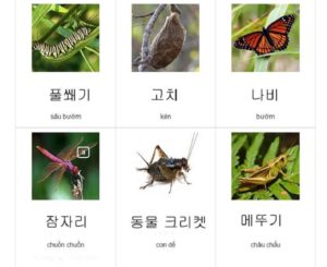 từ vựng côn trùng tiếng hàn