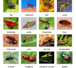 từ vựng tiếng anh về côn trùng