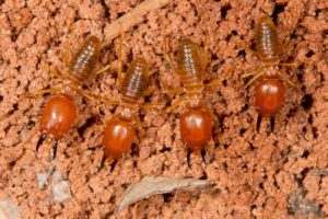 Diệt mối tận gốc miền núi Anh Thư - Diệt côn trùng tphcm