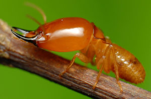 Diệt môi anh thư - diệt côn trùng tphcm